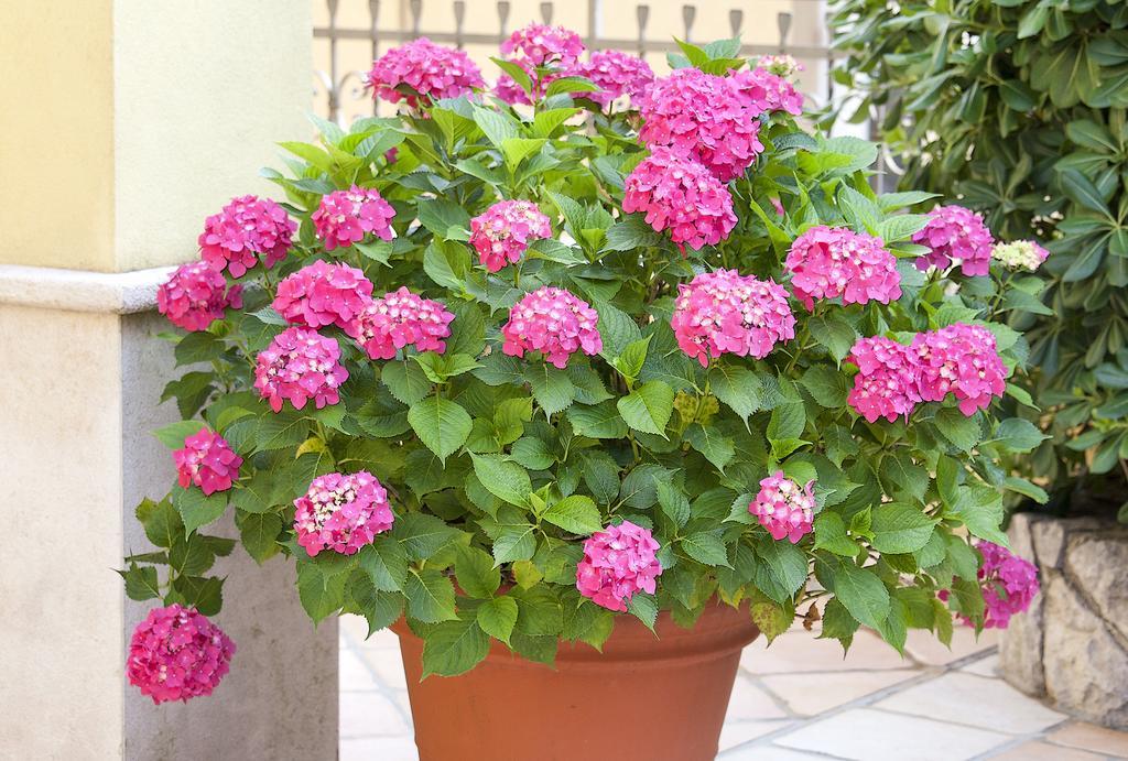 Apartments Hortensia Opatija Eksteriør billede